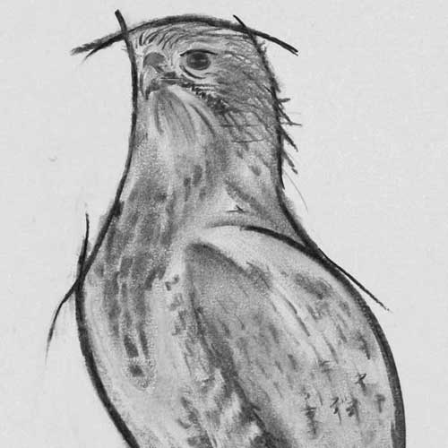 Charcoal: Red Kite in guards the nest, near High Wycombe